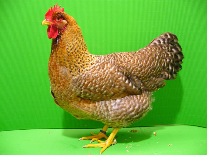 Bielefelder Kennhuhn Küken Hahn Oder Henne Bielefelder Kennhühner
